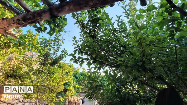 طبیعت در دل روستای برزنون،حال و هوای این دیار از قاب پانا