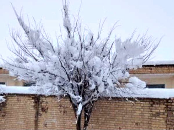 برف زمستانی، مهمان شهرستان کیار