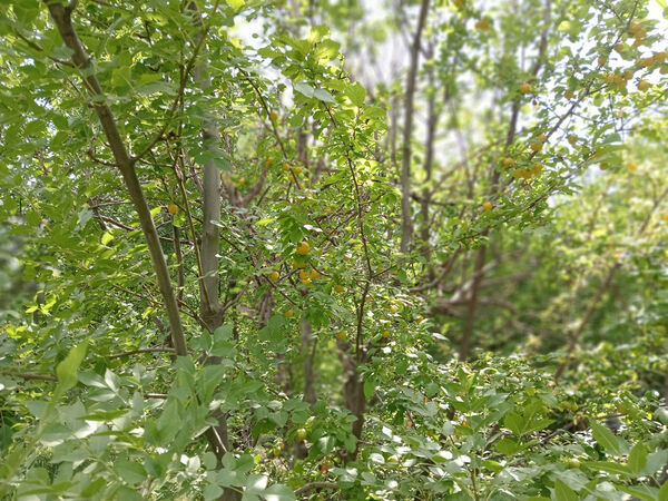 جلوه‌هایی از طبیعت تابستانی خلجستان و جعفرآباد قم