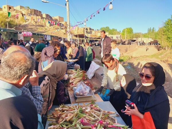 جشنواره ریواس در کوهسرخ
