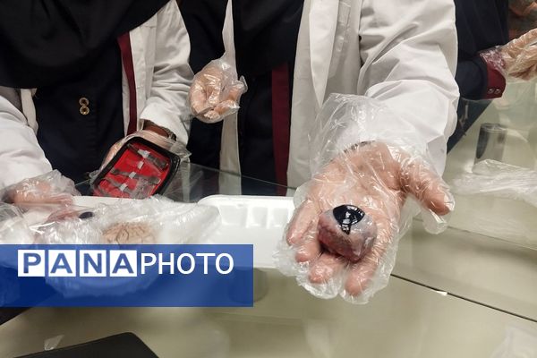 گرامیداشت روز آزمایشگاه در مدارس کهریزک 