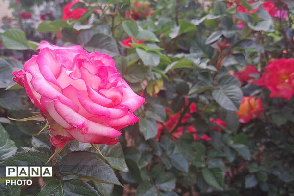 گل‌های زیبای بهاری