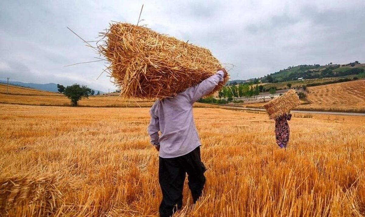 پرداخت ۱۷ همت دیگر به گندم‌کاران/ مجموع مطالبات پرداخت‌شده به ۱۱۰.۱ همت رسید