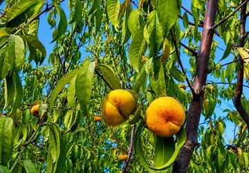 کمک هوش مصنوعی و سلول های بنیادی  به سلامت گیاهان 