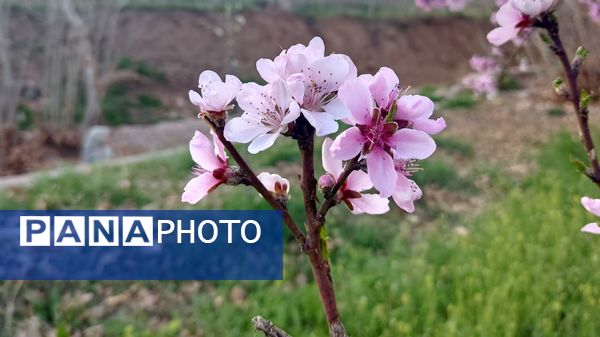 شهرستان نیشابور میزبان فصل بهار