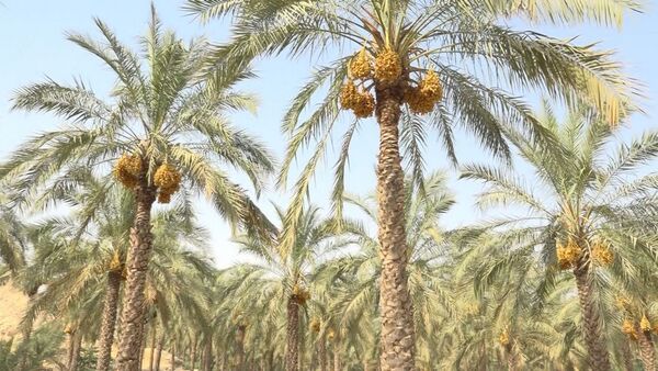 برداشت رطب از نخلستان‌های دالکی دشتستان 