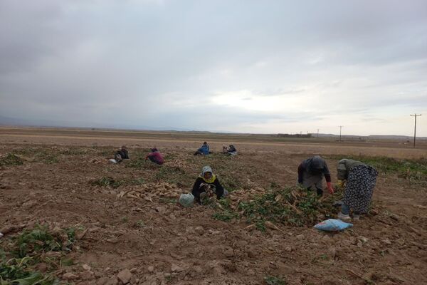 برداشت چغندرقند در روستای مفرنقا