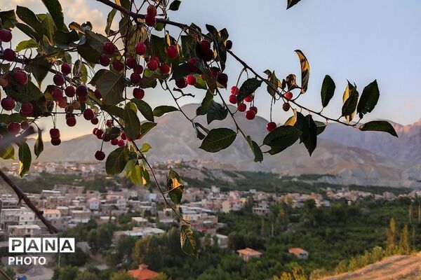 فصل چیدن یاقوت های چشم نواز در شهر بار نیشابور-۱