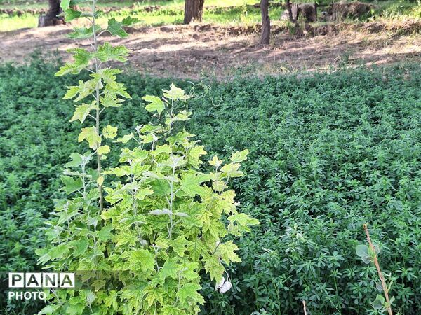 وقتی طبیعت، حرف می‌زند