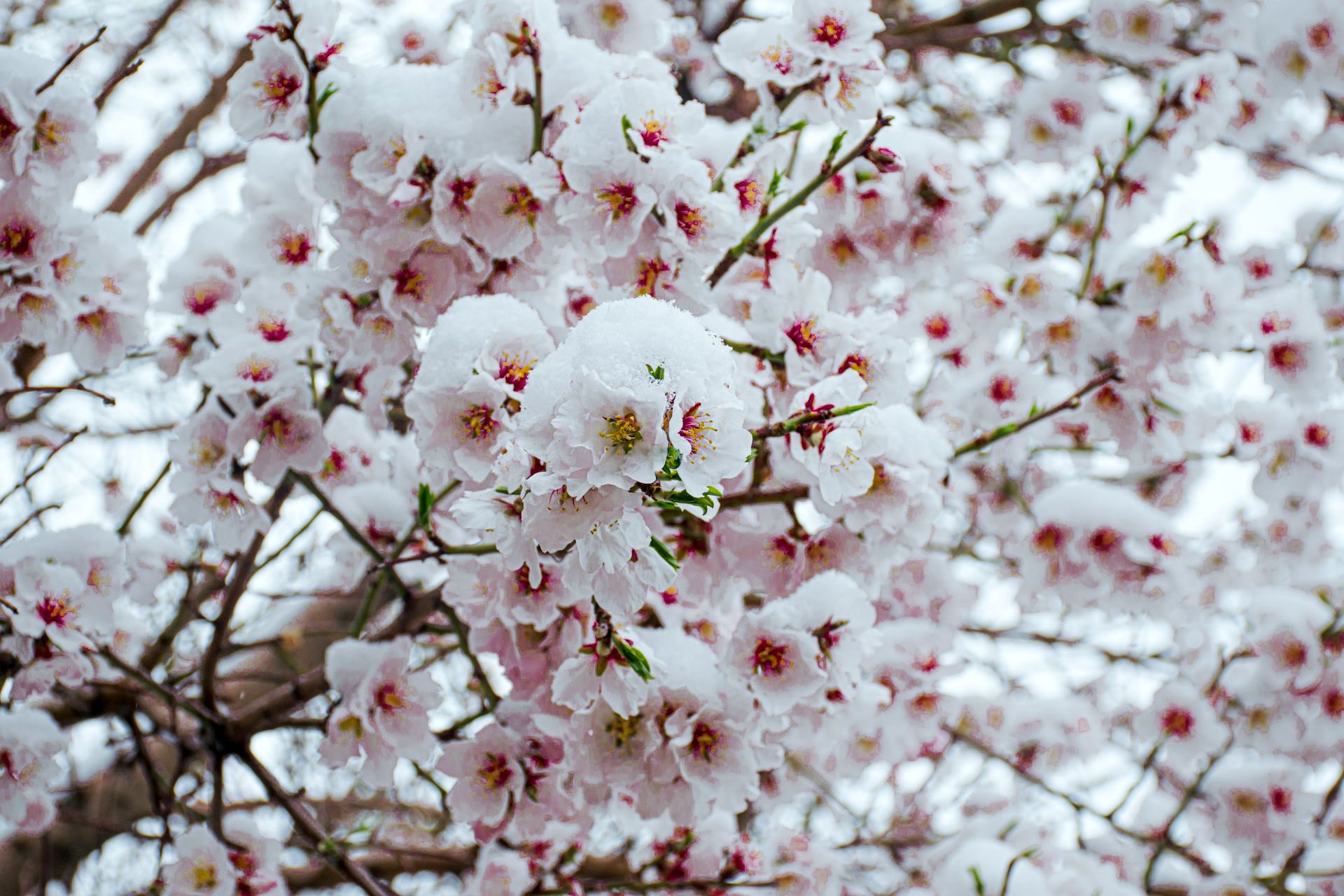 نسر در آغوش برف بهاری؛ زیبایی طبیعت دوچندان شد 