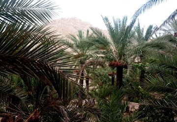 نخلستان‌های بناب بندرخمیر؛ تلاقی هنر و طبیعت