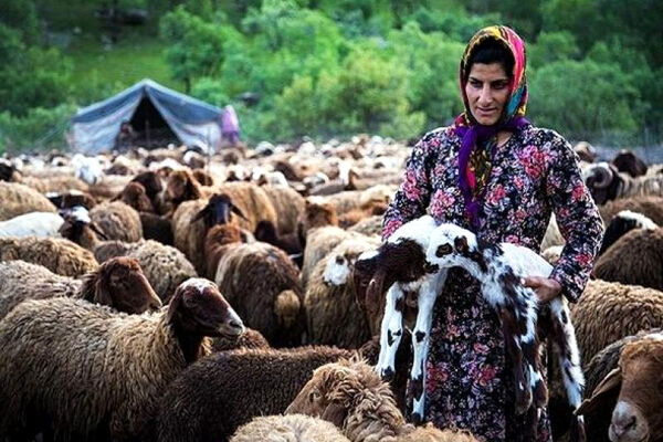 مستمری، عیدی و بسته معیشتی  مستمری‌بگیران صندوق بیمه روستاییان همزمان پرداخت می‌شود