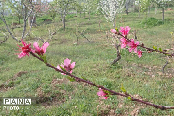 شکوفه‌های بهاری استان خراسان شمالی 