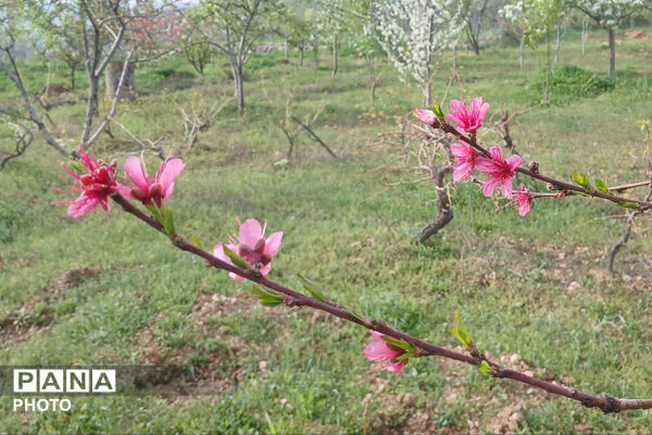 شکوفه‌های بهاری استان خراسان شمالی 