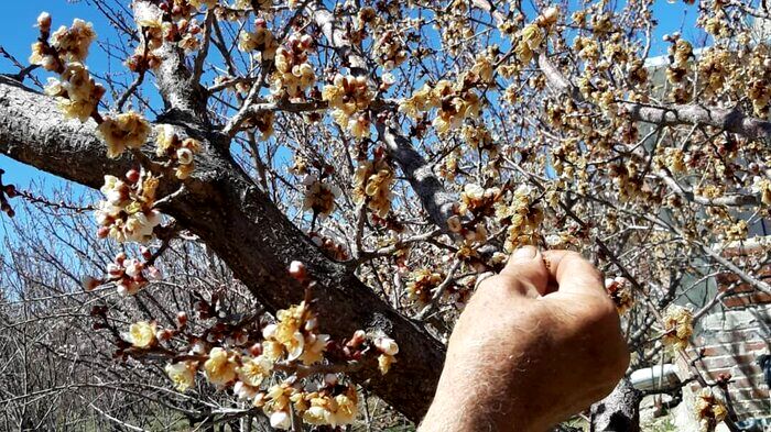 سرمازدگی ۳۱ هزار میلیارد ریال به کشتزارهای ایلام خسارت زد