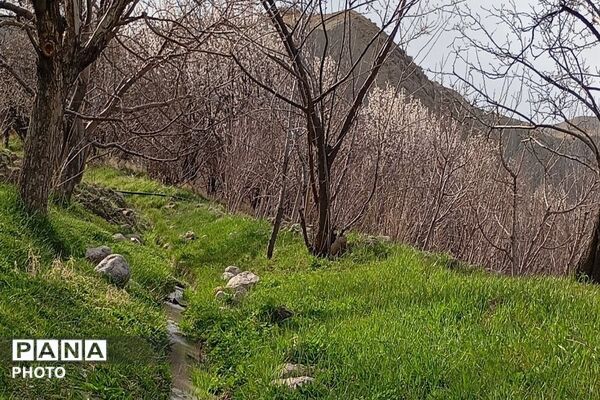 اولین شکوفه های بهاری در شهر بار نیشابور