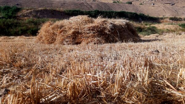 برداشت گندم در روستای بیدله
