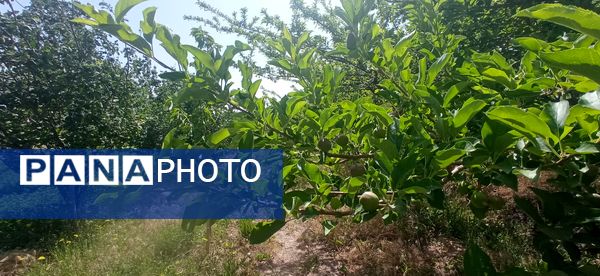 آغاز فصل چیدن؛ باغ‌های جلگه رخ میزبان میوه‌های تابستانی 