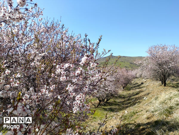 شکوفه‌هایی که تویسرکان را قاب تازه زدند
