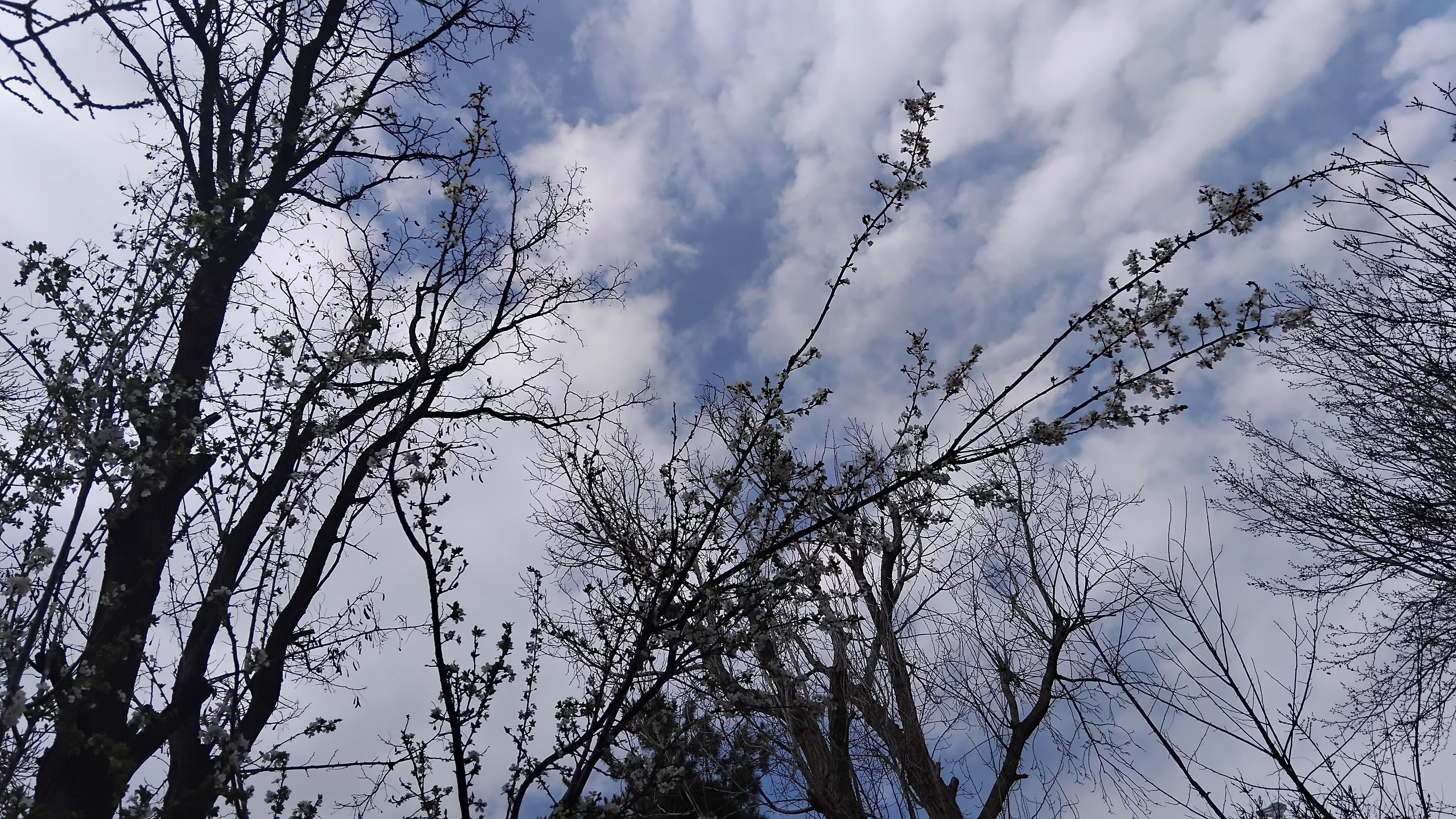 گل‌ها و درختان در شکوفایی