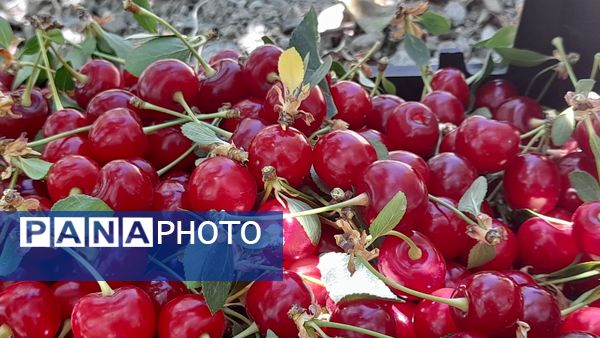 میوه‌های خوش‌رنگ و لعاب بهاری در روستای مارکده