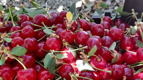 میوه‌های خوش‌رنگ و لعاب بهاری در روستای مارکده