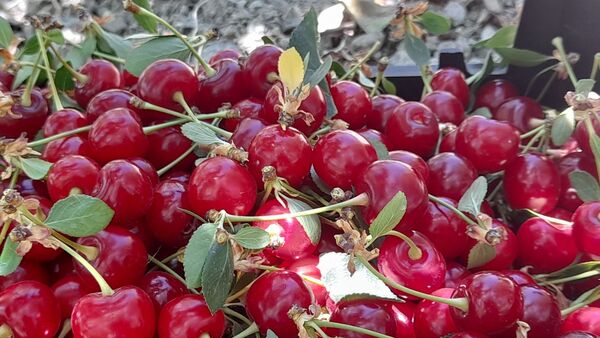 میوه‌های خوش‌رنگ و لعاب بهاری در روستای مارکده