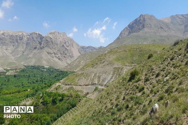 کوه های شهر بار ذخیره‌گاه گیاهان ارزشمند و کم نظیر دارویی 