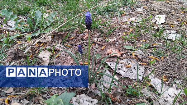 گل‌ها و درختان در شکوفایی