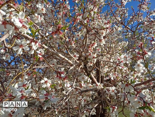 بهار با عطر شکوفه‌ها، دفتری از زندگی تازه می‌گشاید