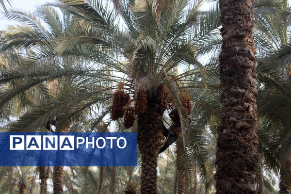 برداشت خرما در منطقه آبپخش