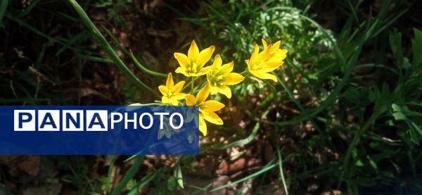 طبیعت بی نظیر روستا سربالا بهترین گزینه برای طبیعتگردی در فصل بهار