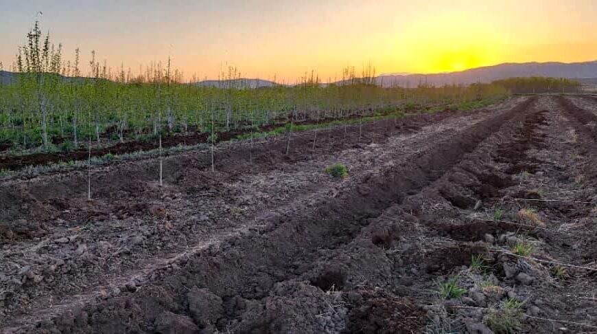 حرکت سبز در راستای توسعه پایدار؛ کاشت ۱۰ هزار نهال صنوبر در تصفیه‌خانه فاضلاب توسرکان