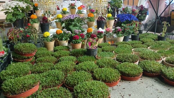 حال و هوای بهاری بازار بن در بهار قرآن