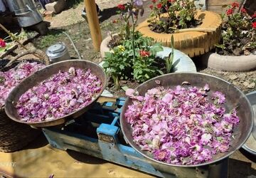 جشنواره محصولات خانگی کوهسار در روستای سپیداران
