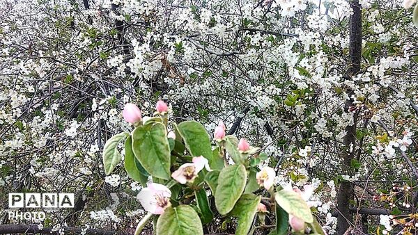 رویش شکوفه ها در روستای عیش آباد