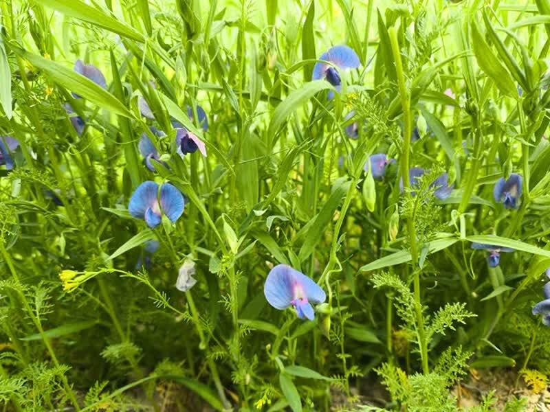 برداشت لگوم علوفه‌ای خلر برای اولین بار در بیضا