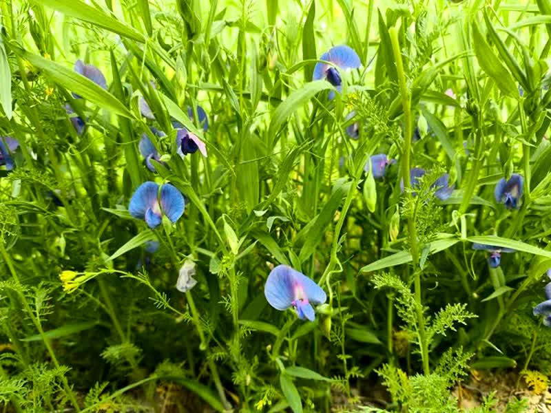 برداشت لگوم علوفه‌ای خلر برای اولین بار در بیضا