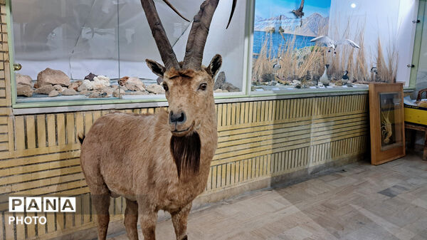 موزه تنوع زیستی اراک؛ جلوه‌گاه حیات‌وحش استان مرکزی