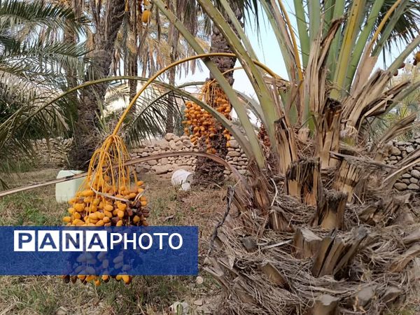 برداشت خرما در شهر رویدر 