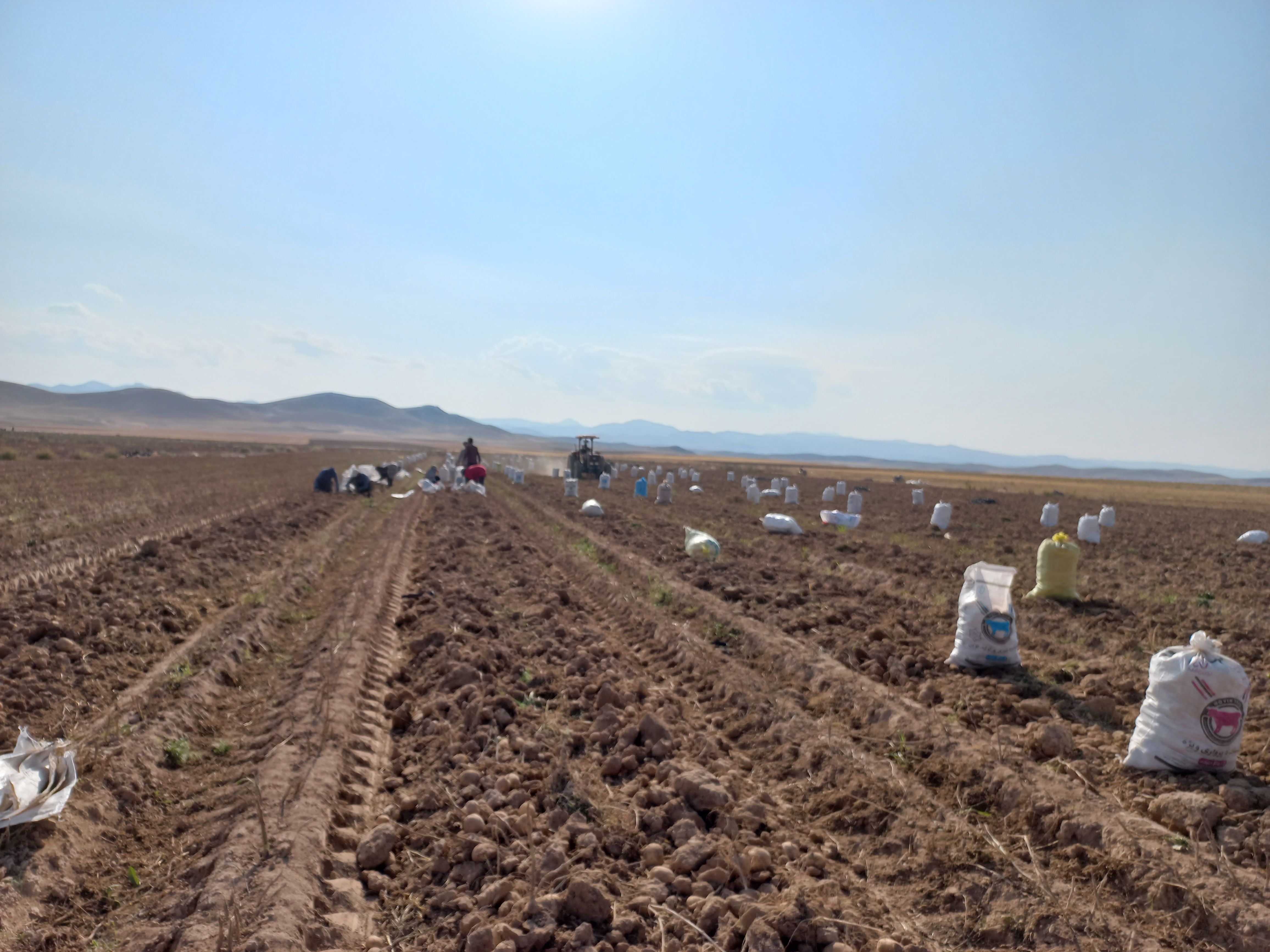 برداشت محصول سیب زمینی در روستای داغیان