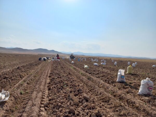 برداشت محصول سیب زمینی در روستای داغیان