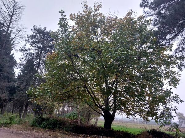 کردکوی، سرسبزترین شهرستان گلستان