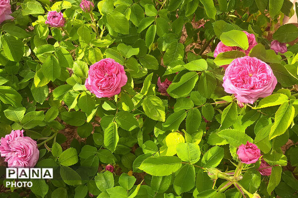 گل‌های زیبای بهاری