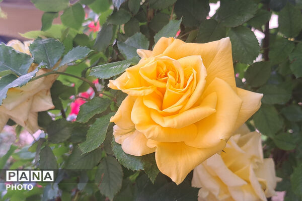 گل‌های زیبای بهاری