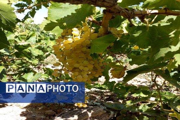 آغاز فصل برداشت انگور از باغات روستای گزکوه فاروج