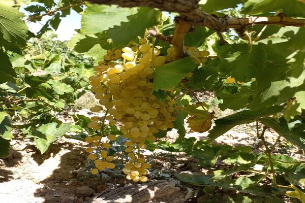 آغاز فصل برداشت انگور از باغات روستای گزکوه فاروج