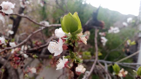 منظره زیبای بهاری در سربیشه