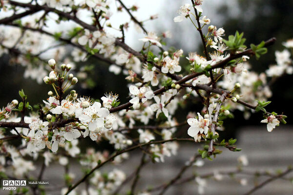 شکوفه‌های بهاری 