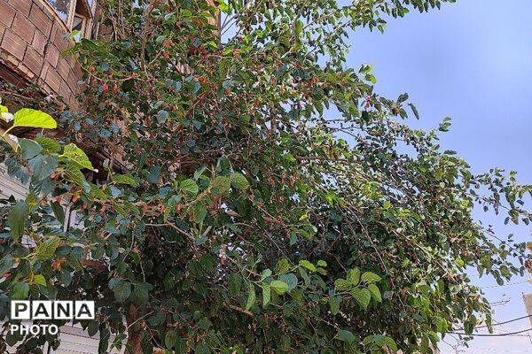 فصل چیدن یاقوت های چشم نواز در شهر بار نیشابور-۱